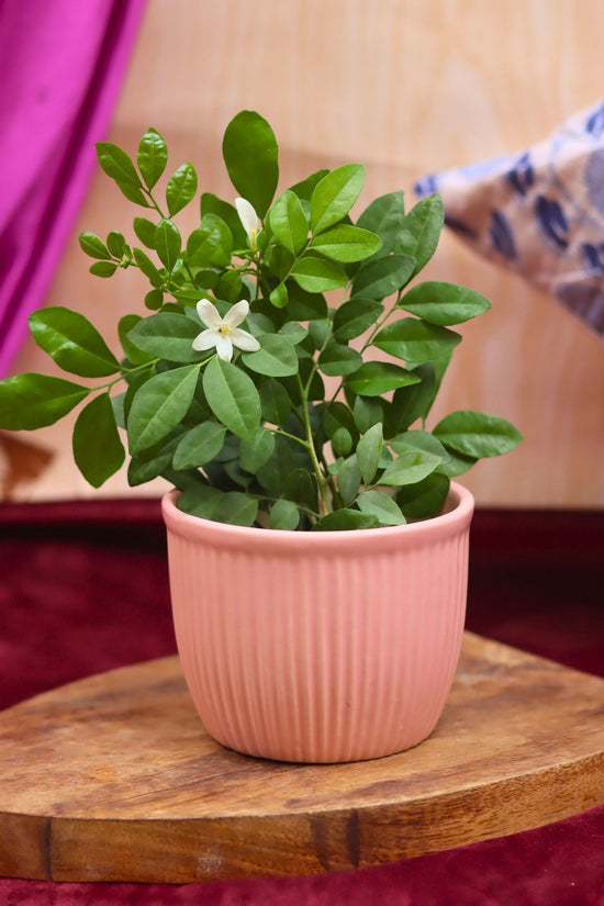 Mellow Pink Planter handmade in India