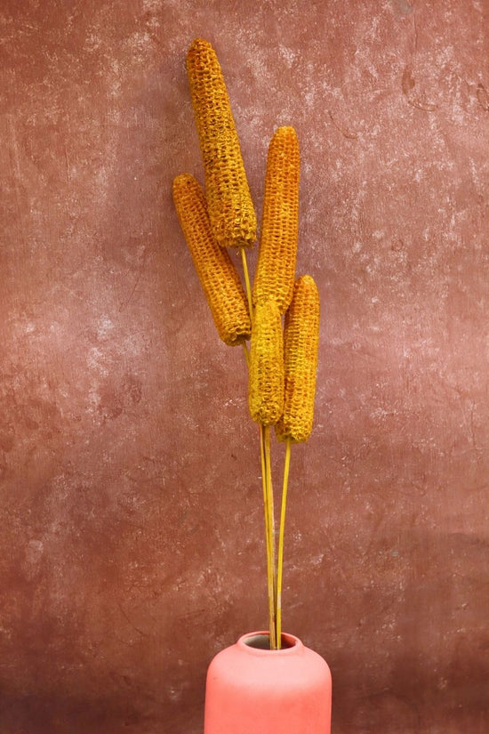 Yellow Corn Bunch with premium quality material
