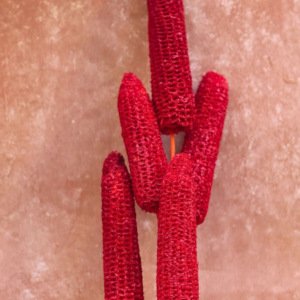 Red Corn bunch for your home decor