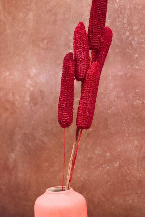 Red Corn bunch with premium quality material