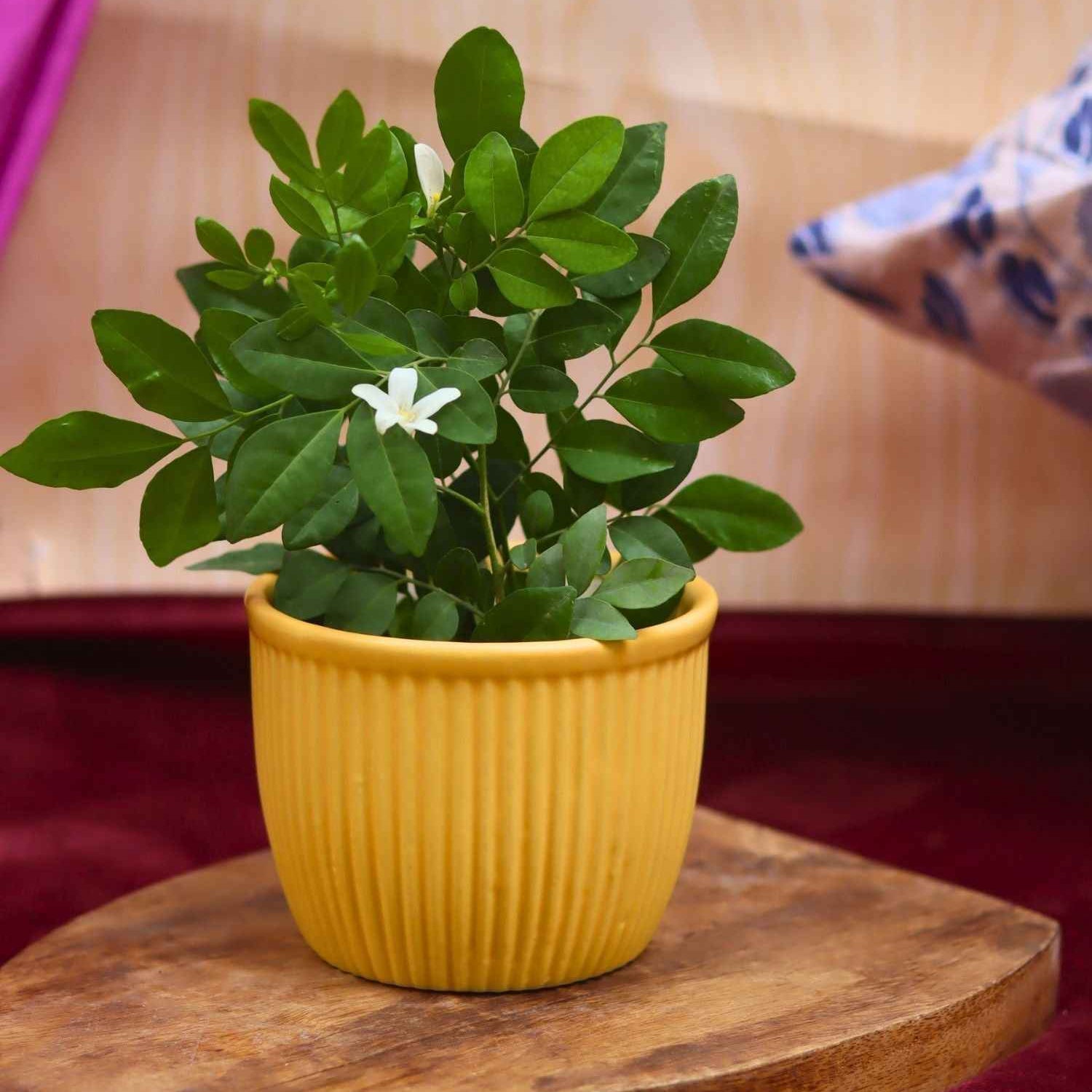 Sunshine Yellow Planter