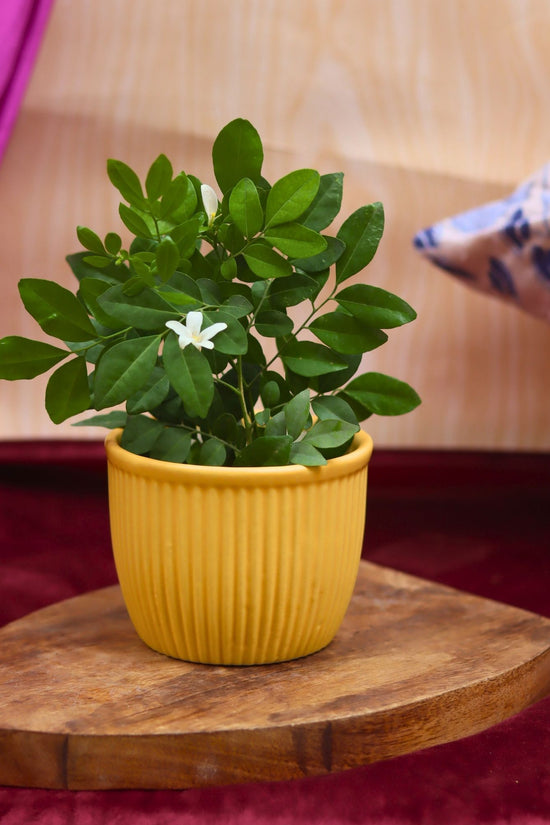handmade Sunshine Yellow Planter