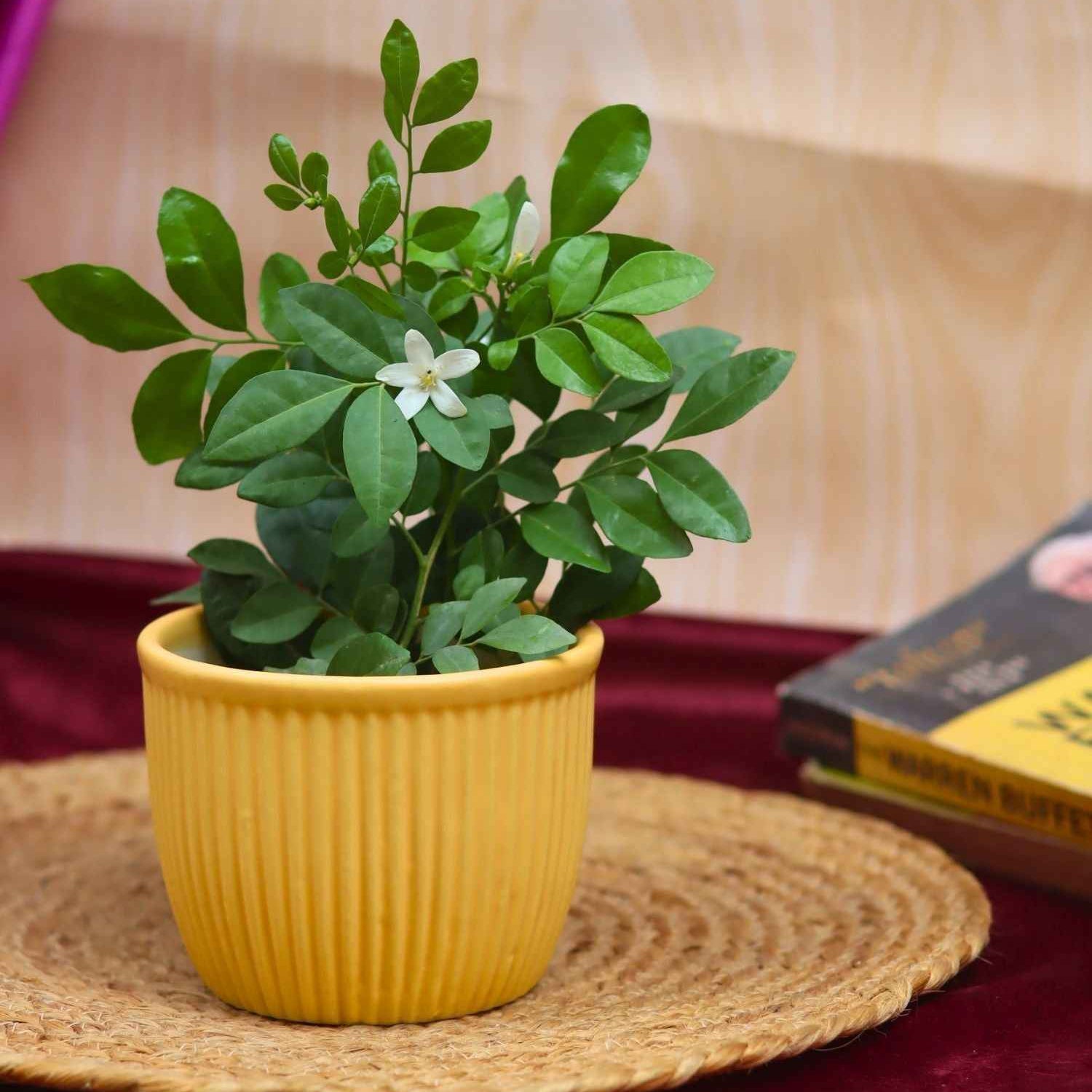 Sunshine Yellow Planter