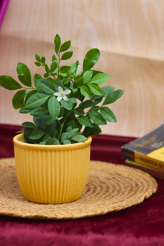 Sunshine Yellow Planter made by ceramic