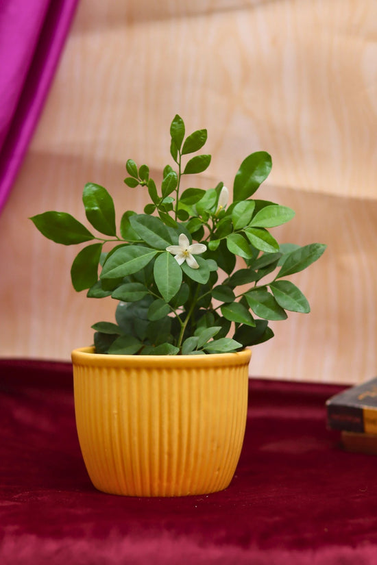Sunshine Yellow Planter with premium quality material