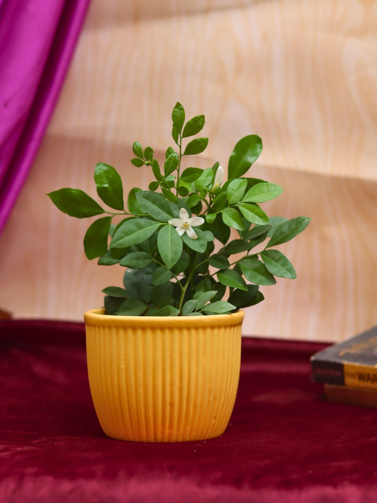 Sunshine Yellow Planter with premium quality material