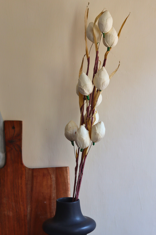 White Lotus Bud Bunch