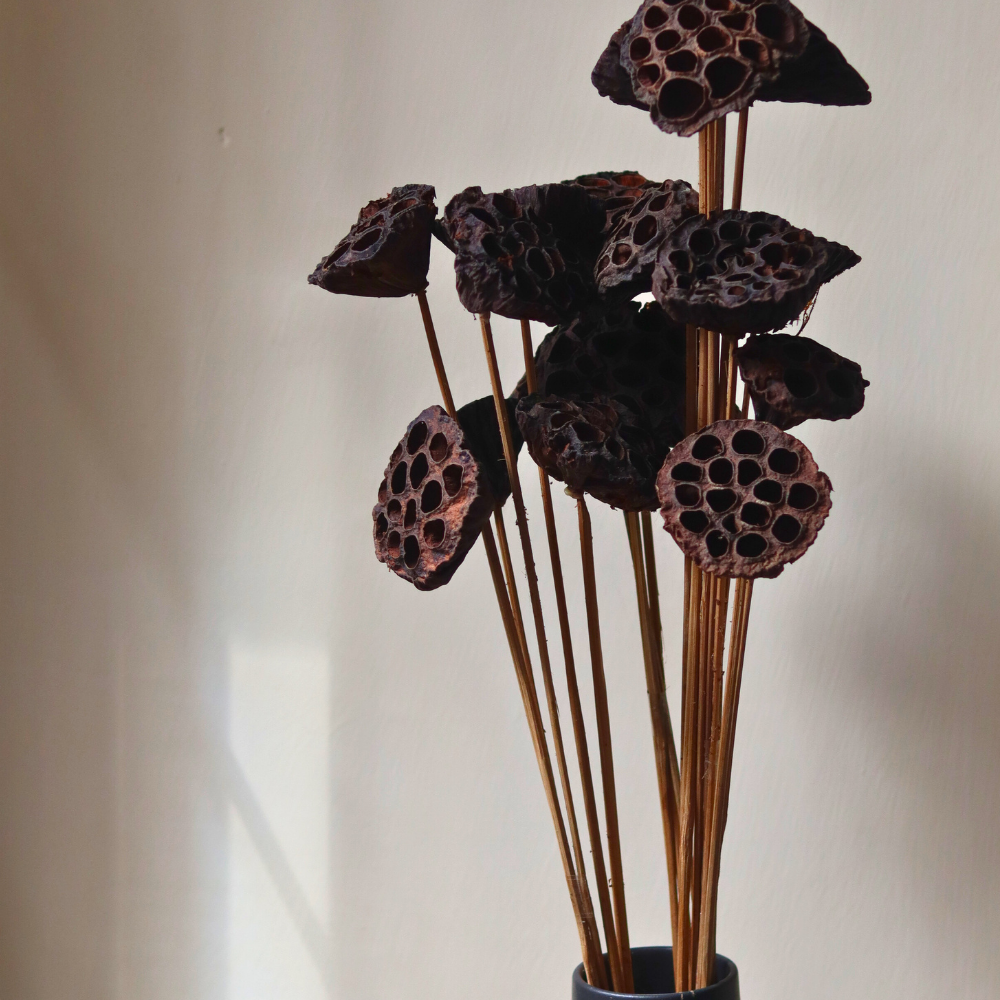 Dried lotus pods bunch 