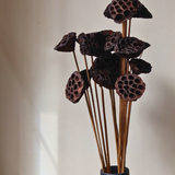Dried Lotus Pods - Bunch