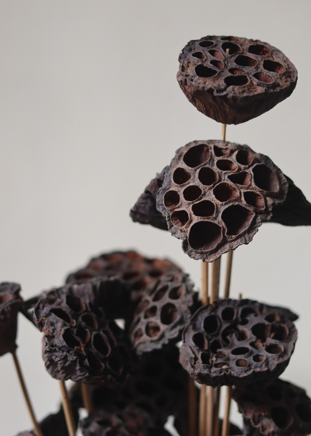 Lotus pods dried bouquet closeup shot