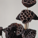 Lotus pods dried bouquet closeup shot
