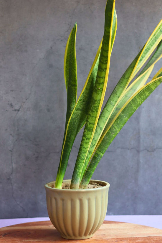 handmade army green planter