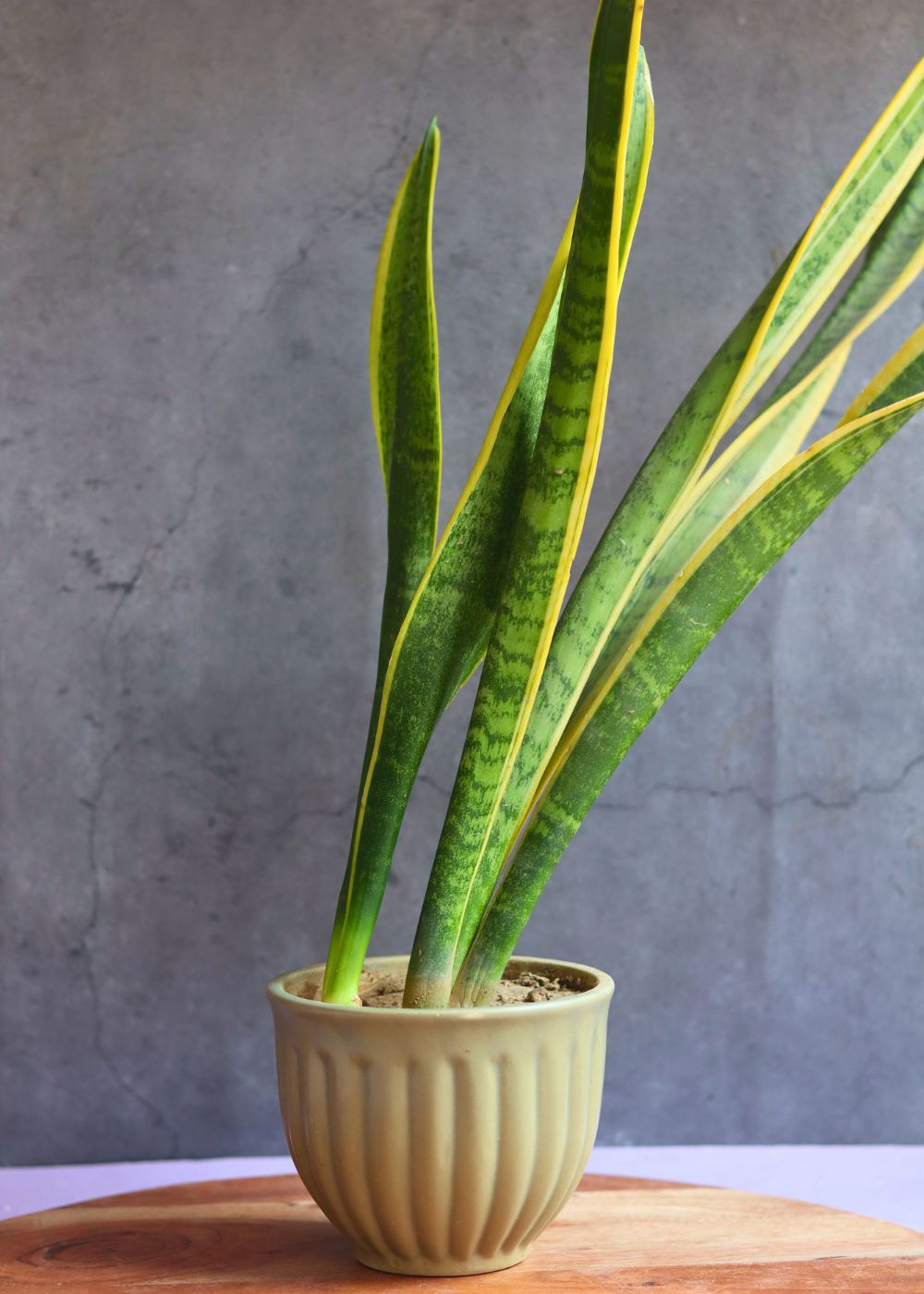 handmade army green planter