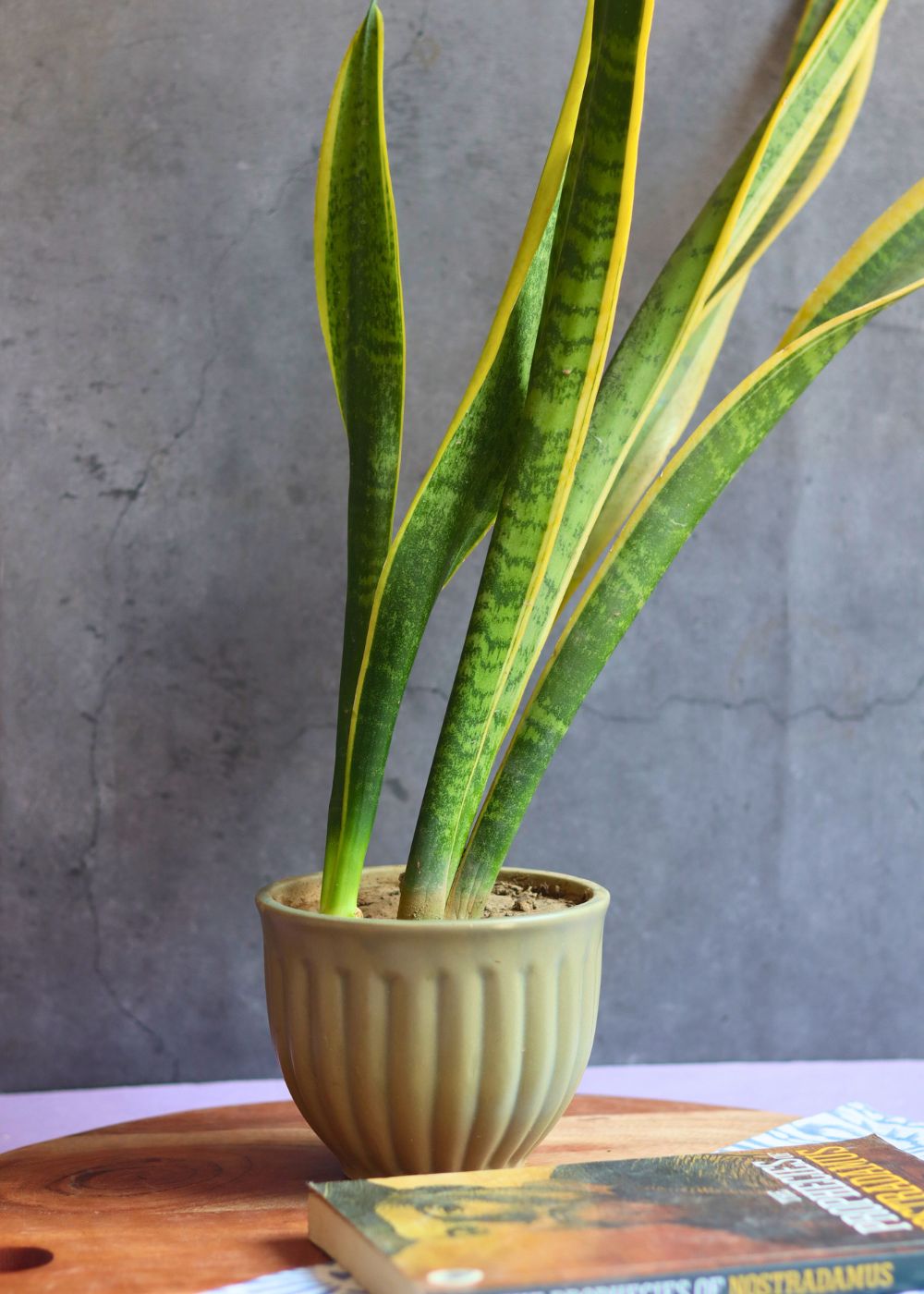 army green planter handmade in india 