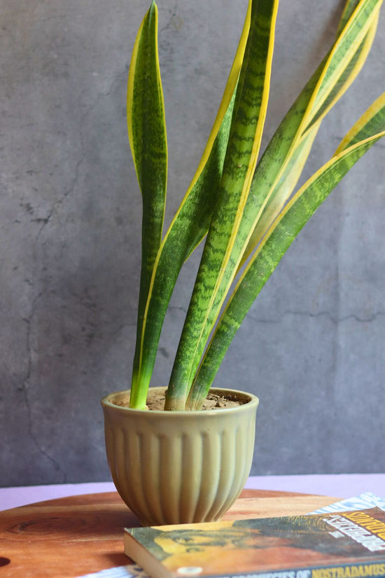 army green planter handmade in india 