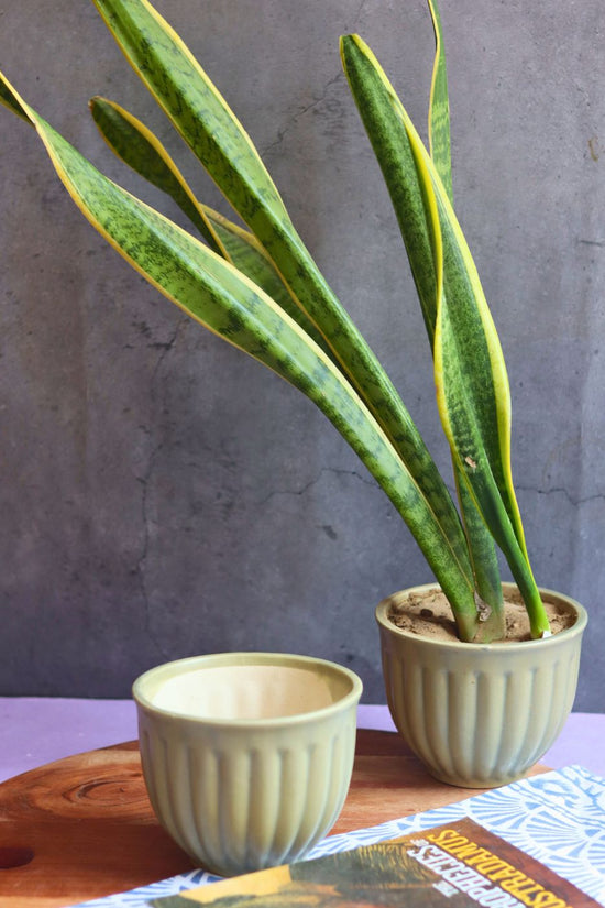 army green planter with premium quality material