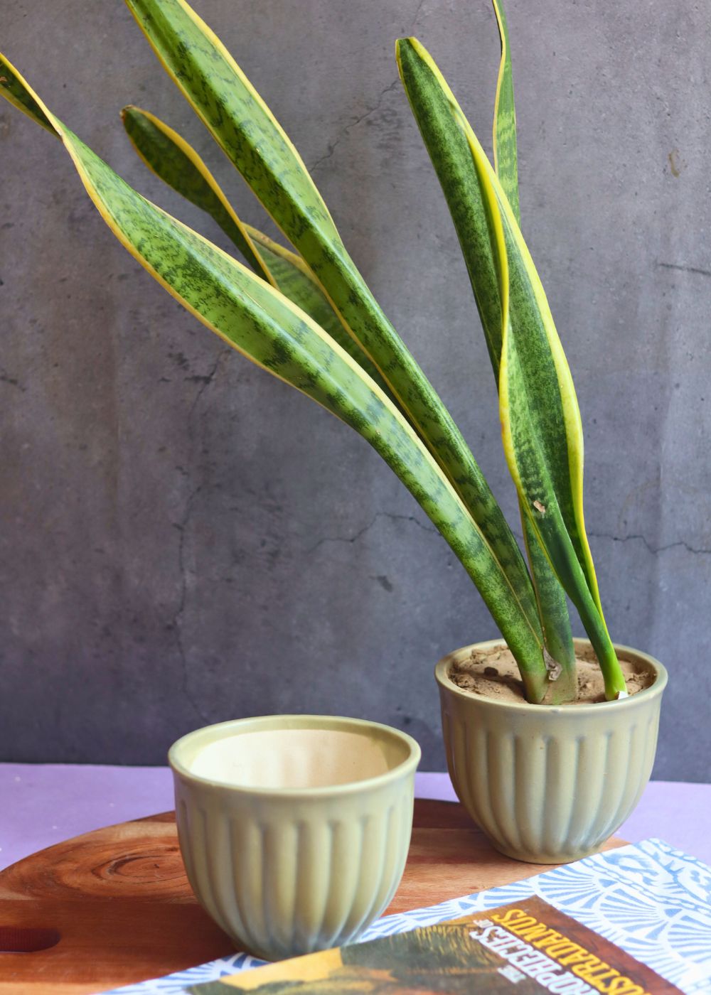 army green planter with premium quality material