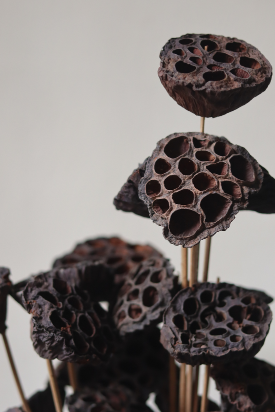 Dried lotus pods bouquet