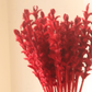 Dried Red Ginger Flower - Bunch
