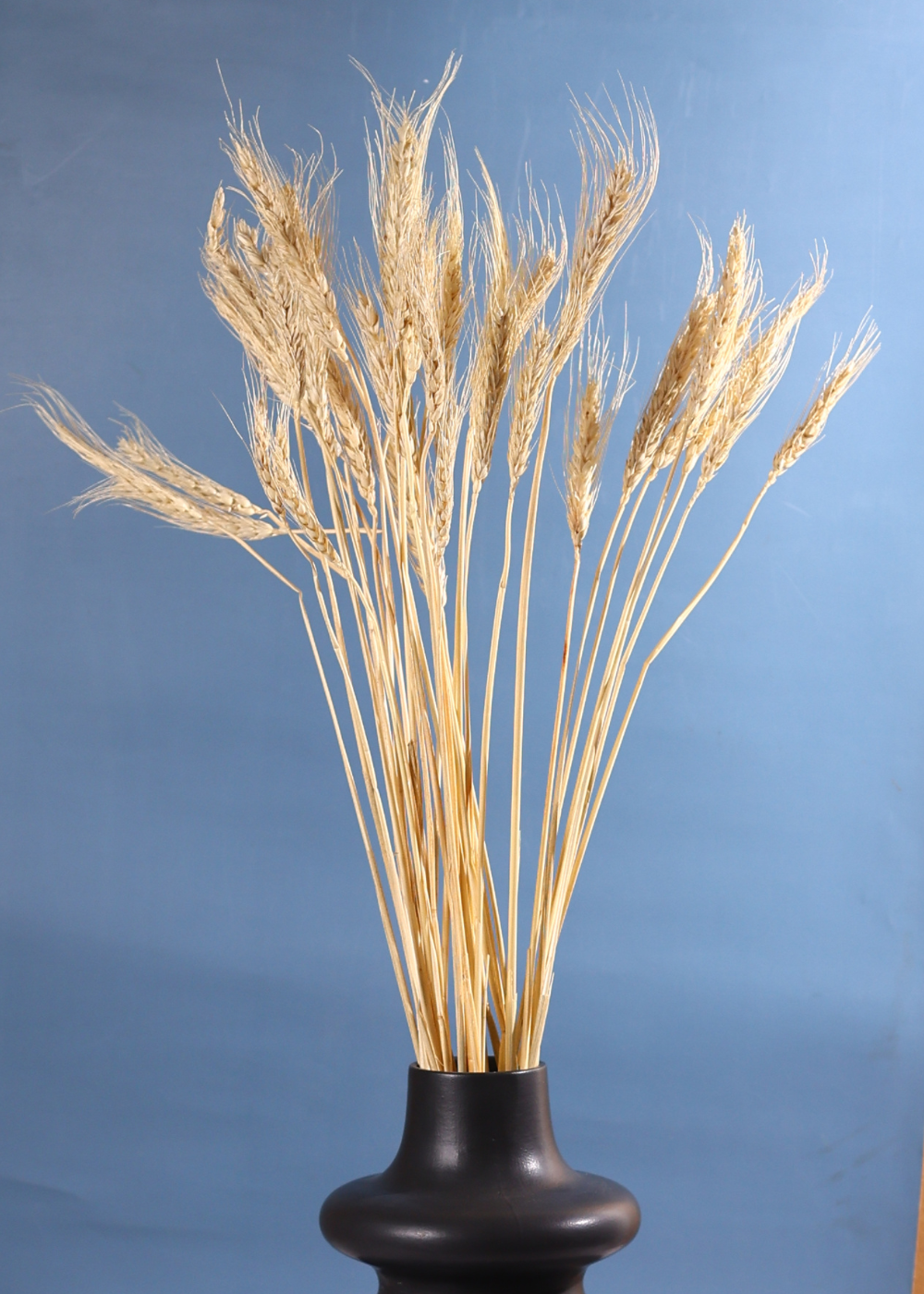 Dried natural wheat bunch in black vase