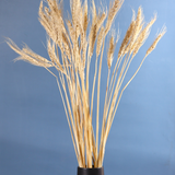 Dried natural wheat bunch in black vase