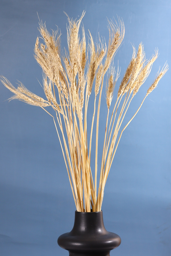 Dried natural wheat bunch in black vase