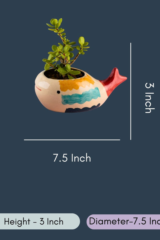 Nemo Fish Planter