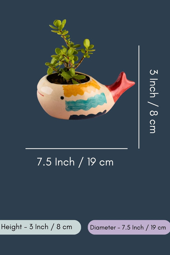 Nemo Fish Planter