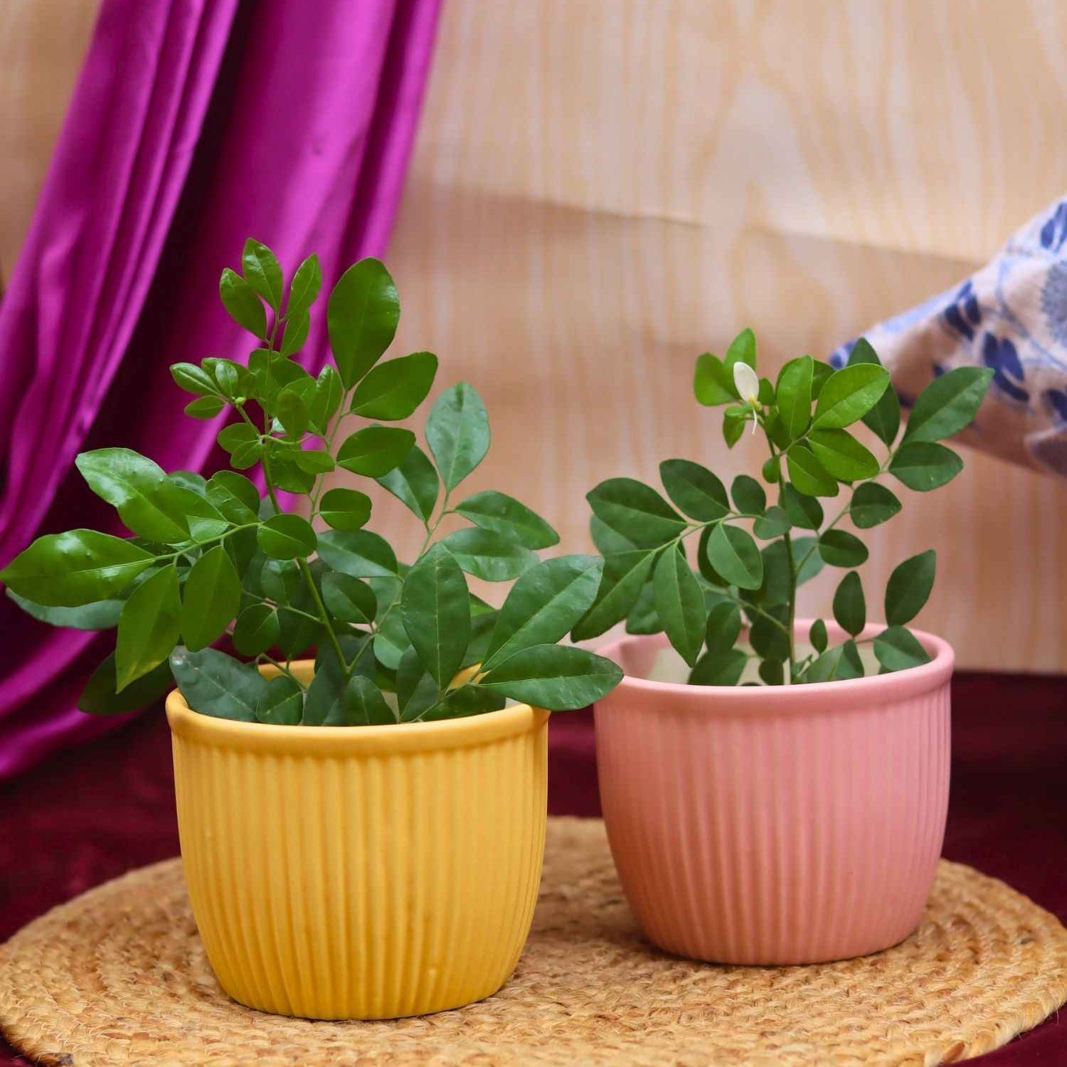 Set of 2 - Mellow Pink & Sunshine Yellow Planters combo