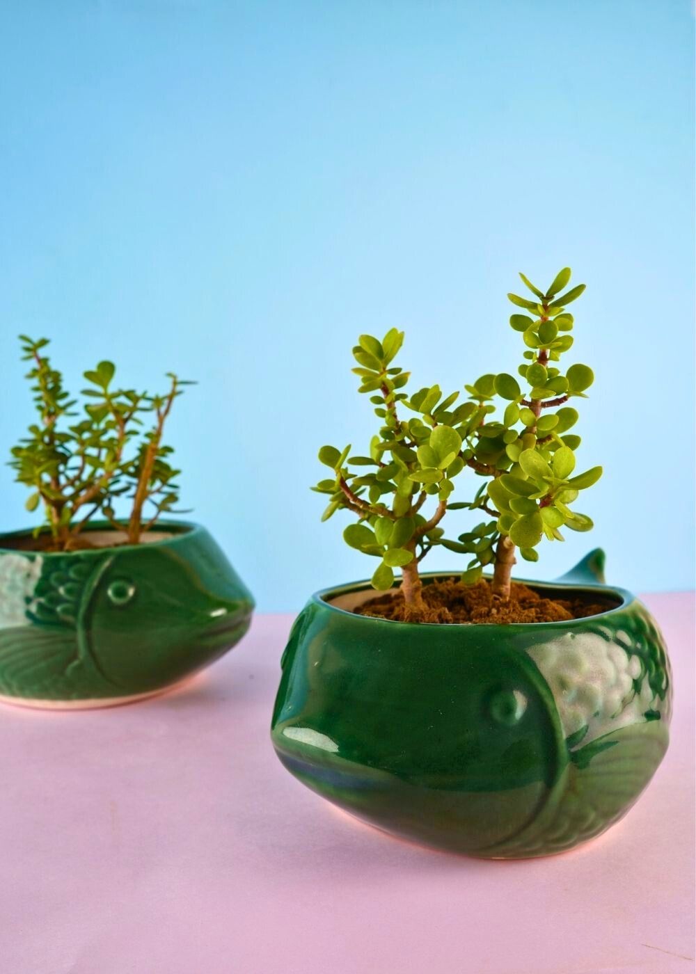 green catfish planter with premium fish design