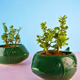 green catfish planter with premium fish design