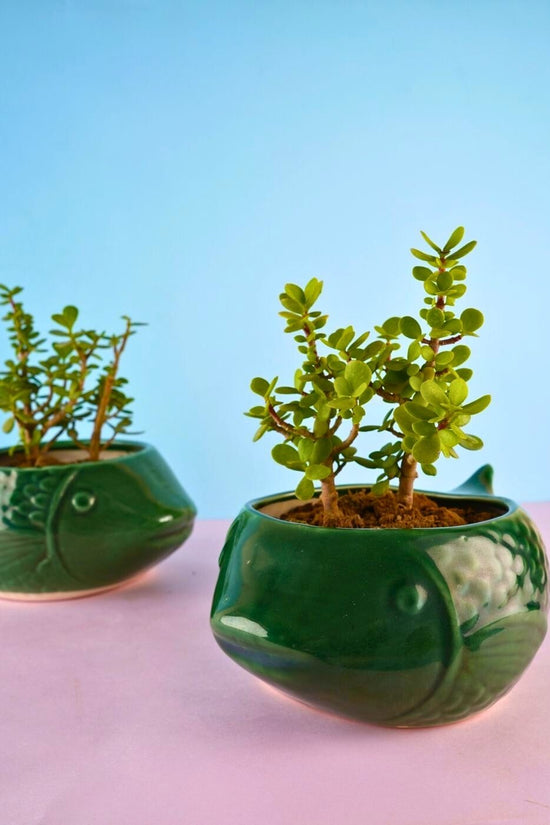 green catfish planter with premium fish design