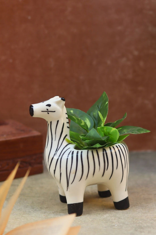 Zebra Planter with premium quality material