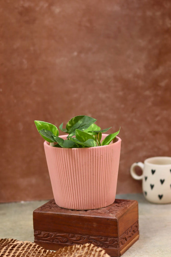 Rosy Pink Planter made by ceramic