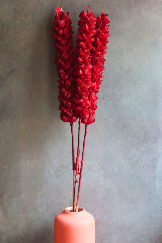 Dried Red Phalaris Flower Bunch