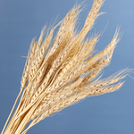 Dried natural wheat bunch