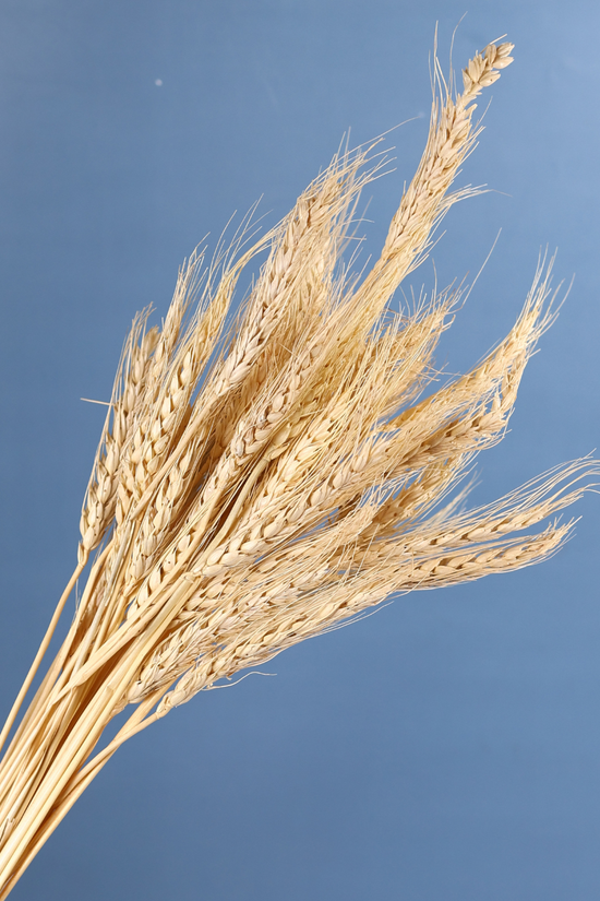 Dried natural wheat bunch