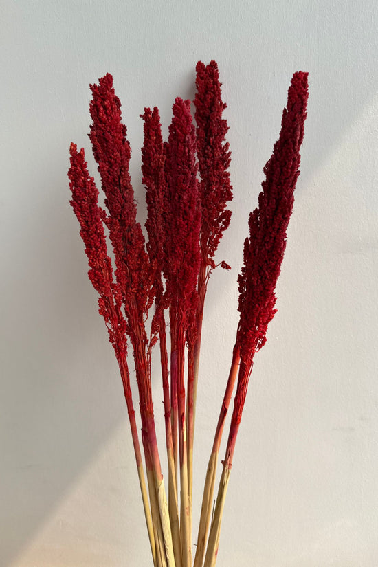 Scarlet Reed Stems Bunch made with premium quality material