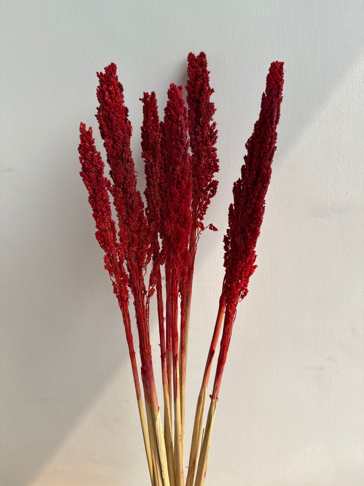 Scarlet Reed Stems Bunch made with premium quality material