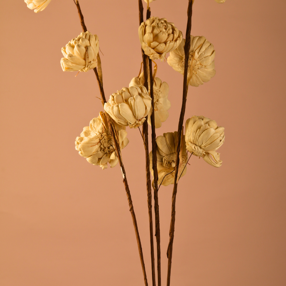 Dried cream dahlia bunch with black vase