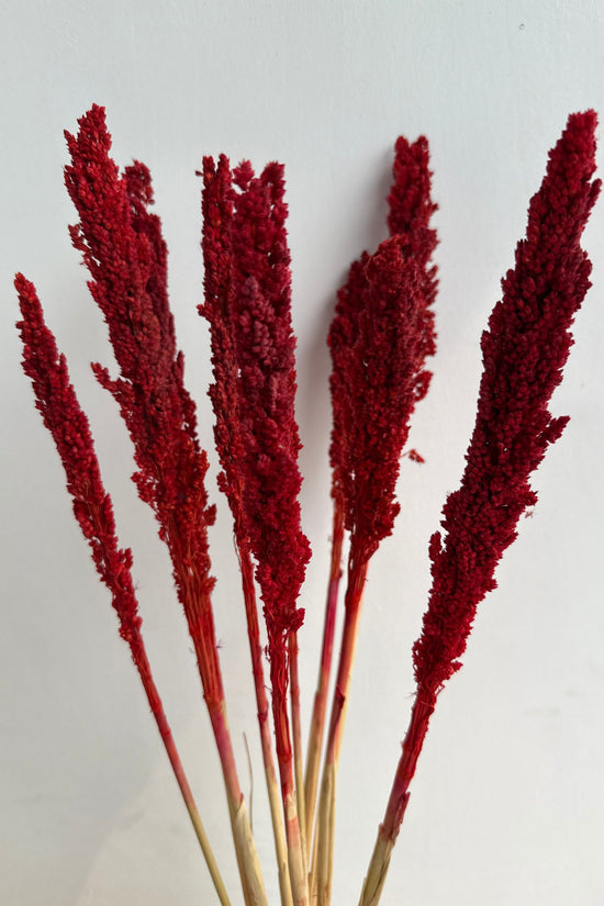 Scarlet Reed Stems Bunch handmade in India