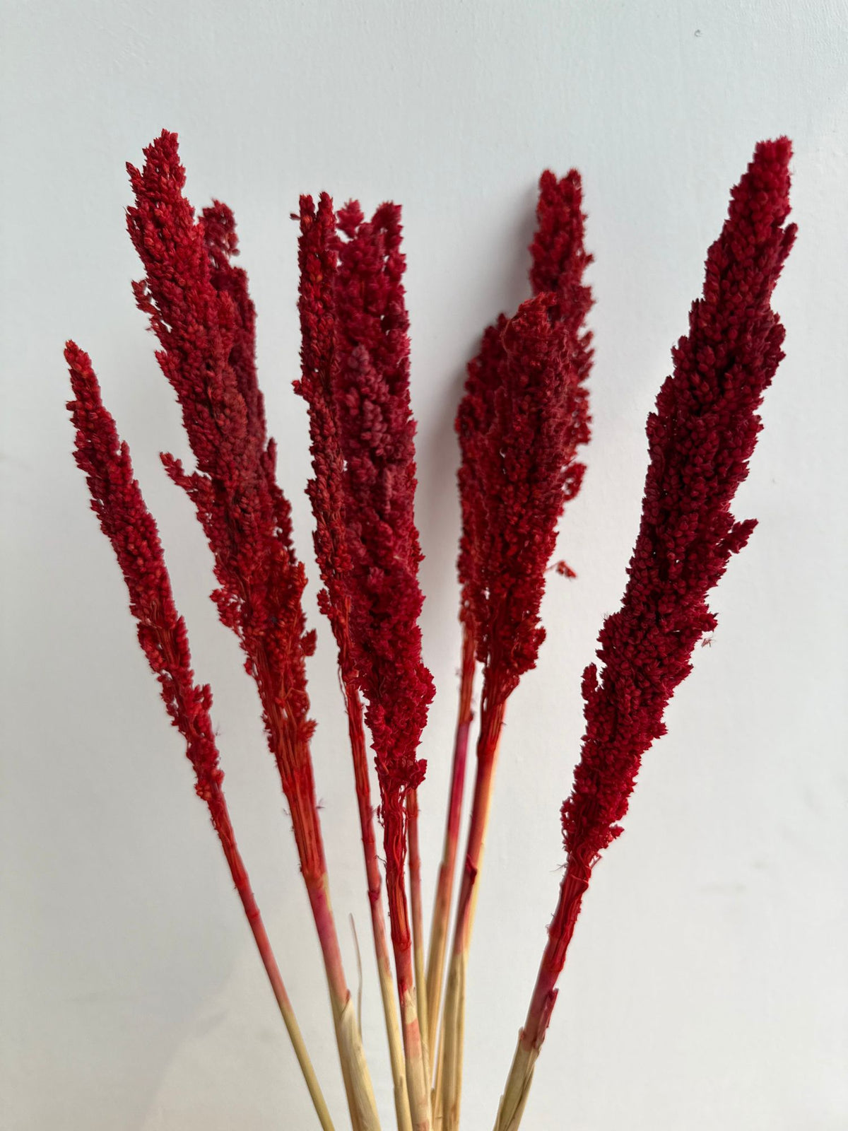 Scarlet Reed Stems Bunch handmade in India