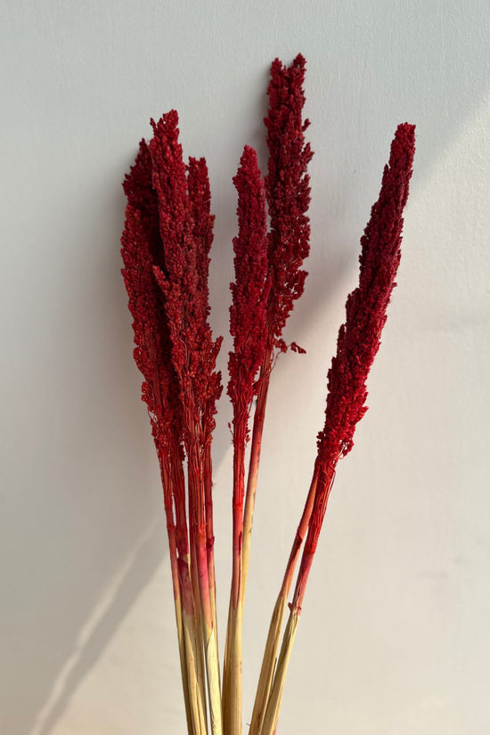 Scarlet Reed Stems Bunch for your home decor