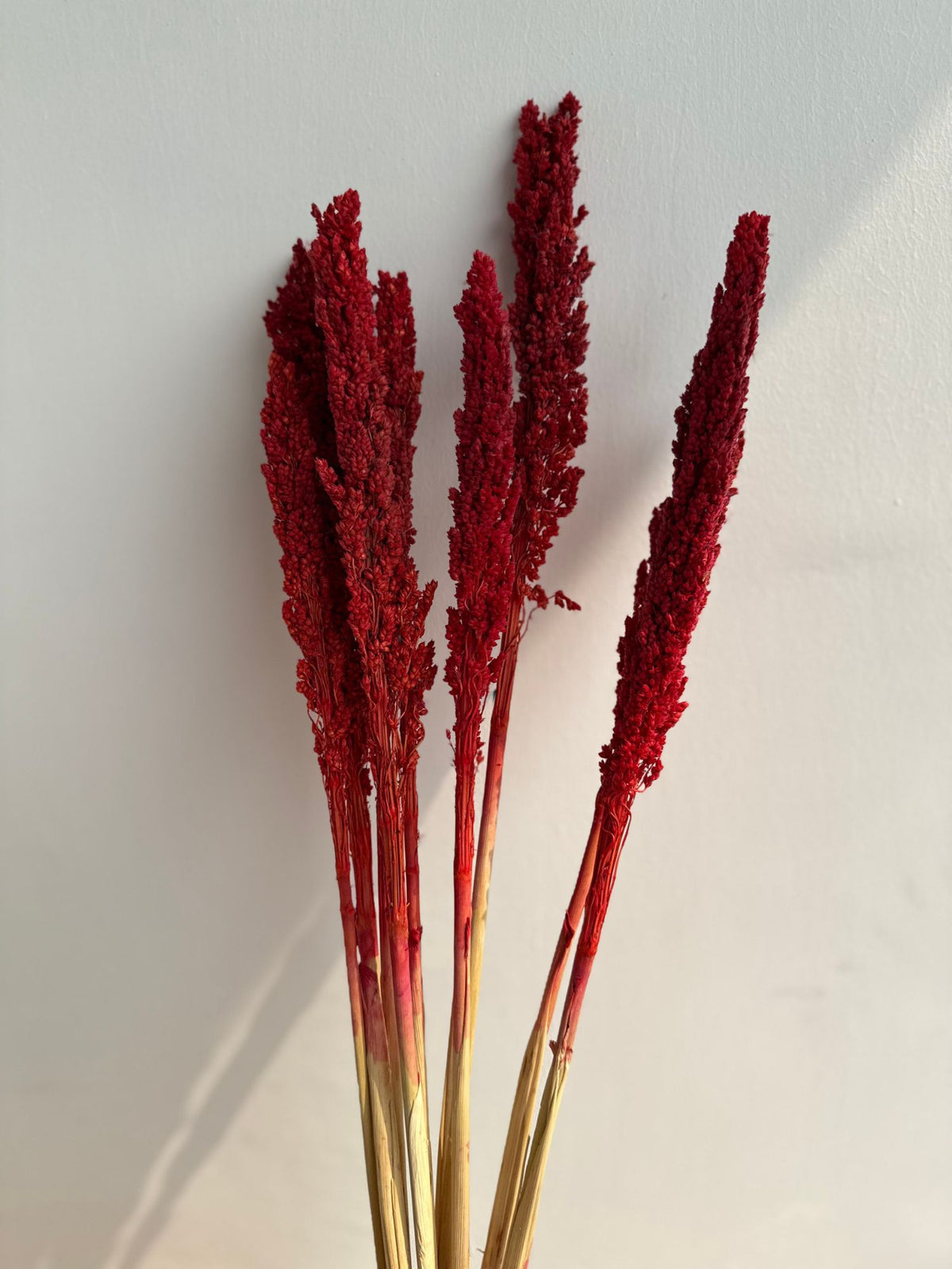 Scarlet Reed Stems Bunch for your home decor