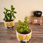 daisy bloom planter with beautifully designed