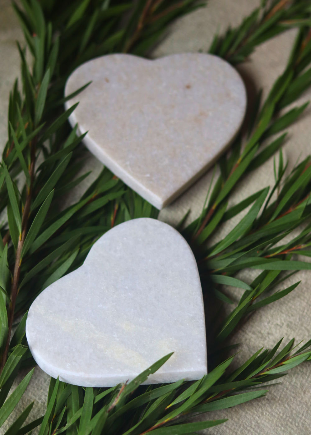 White marble heart coasters on plant
