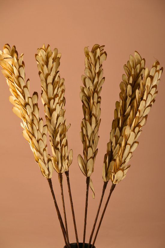 Dried almond leaf bunch 