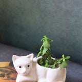 cat succulent planter made by ceramic 