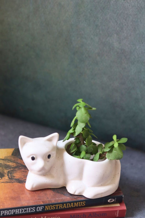 cat succulent planter made by ceramic 