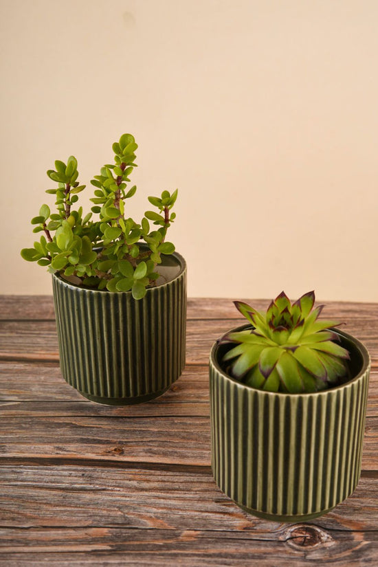 ribbed olive green planter made by ceramic 